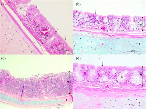 measurement of mucosal thickness of trachea mycoplasma|Mucosal immune responses in the trachea after .